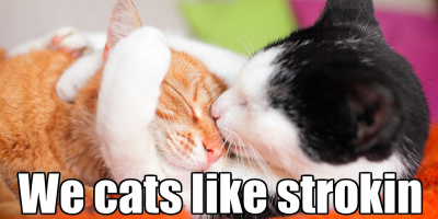 Y doez LOL cats liek a stroke?