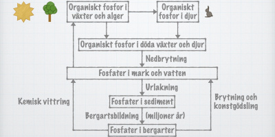 Fosforns kretslopp