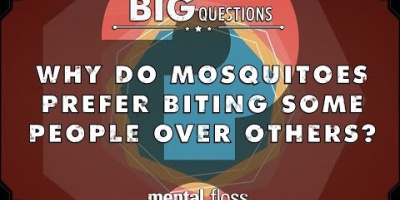 Varför tycker myggor mer om vissa människor än andra?