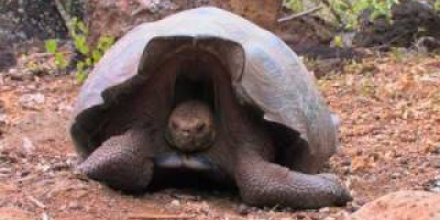 Olika sköldpaddor på Galapagos-öarna