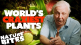 David Attenboroughs galnaste växter