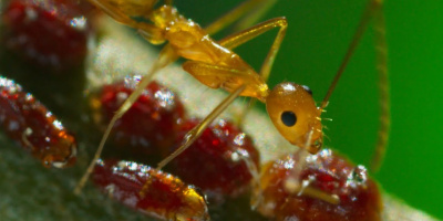 Galna myror dödar krabbor