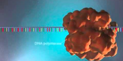 Hur DNA-molekylen kopieras: 3D-animering