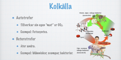 Hur får organismer kol och energi?