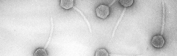 Klyvning av λ-DNA med restriktions­enzymer