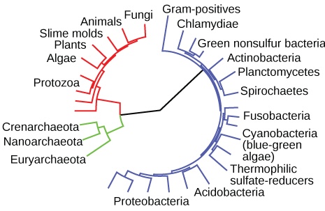 Evolutionär systematik