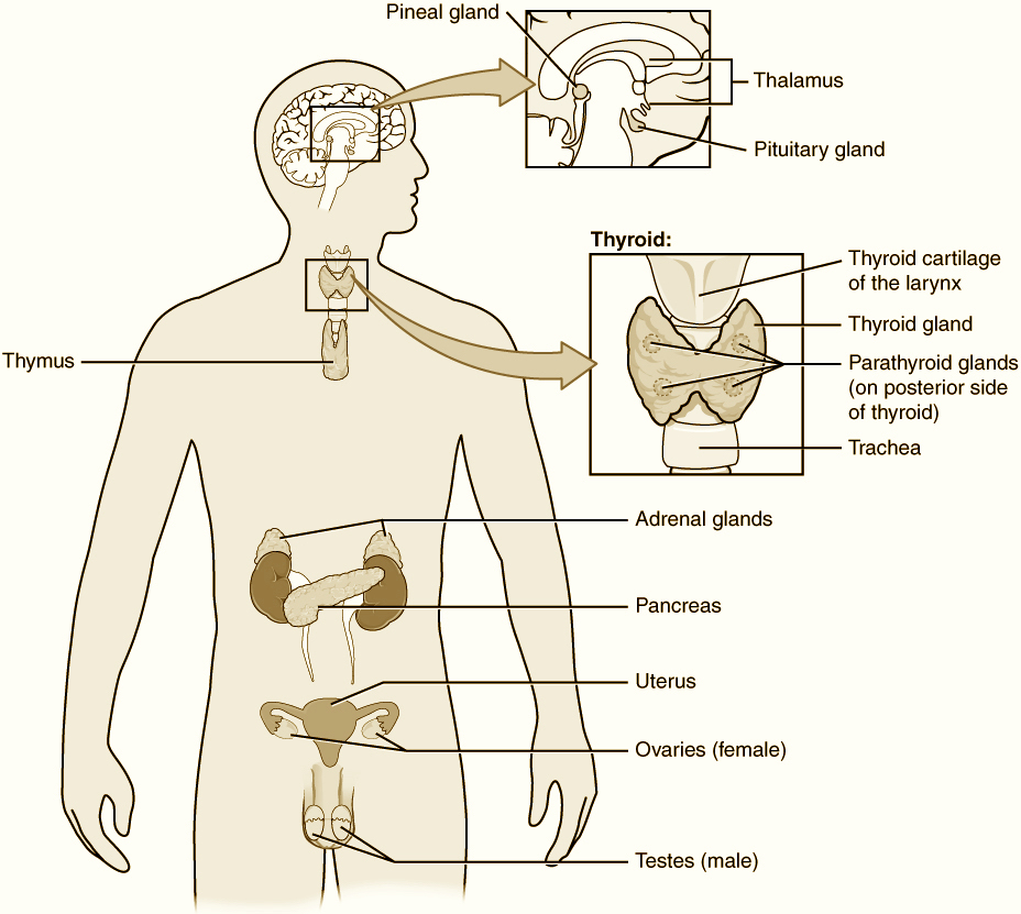 hormonsystemet inaktuella