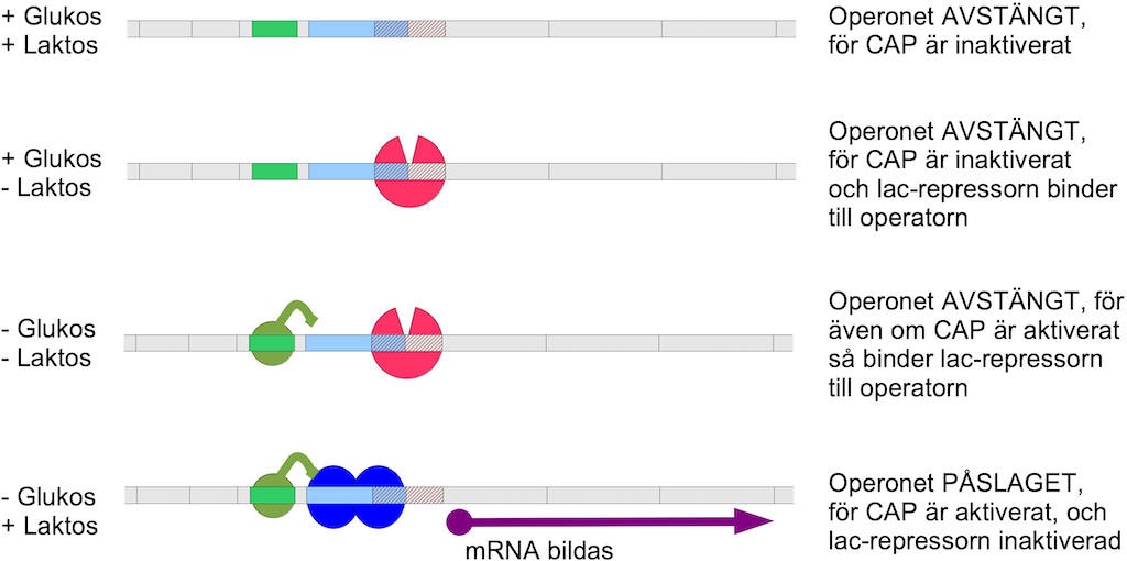 RNA molekylernas struktur och funktion