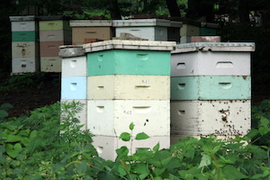 Beehives in Mankato Minnesota