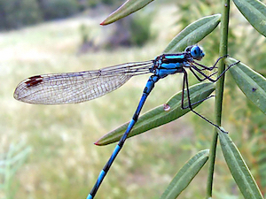 Common blue damselfly02
