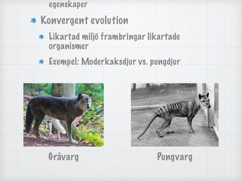 Konvergent (och divergent) evolution