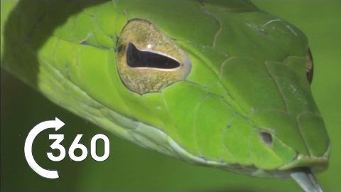 Costa Ricas djungel i 360°