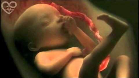Graviditet: Från befruktning till födsel på fyra minuter