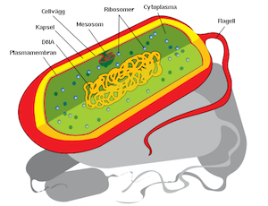 Bakteriecellens struktur & innehåll. Bakteriernas cellhöljen.