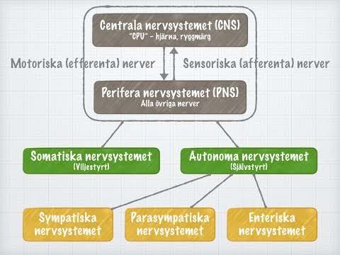 Nervsystemets funktionella indelning