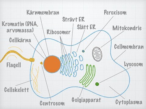 Den eukaryota cellens uppbyggnad.