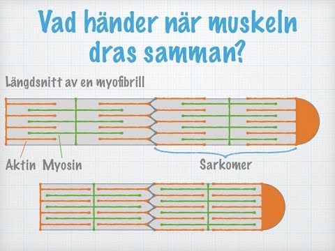 Musklernas uppbyggnad och funktion