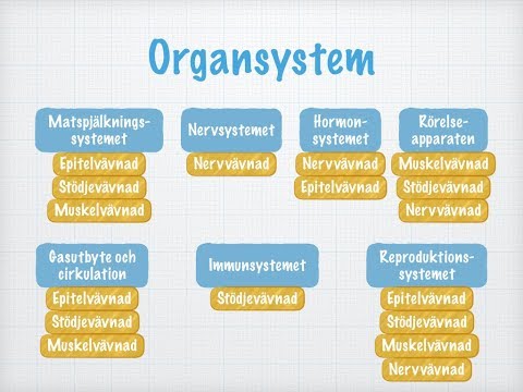 Vävnader, organ och organsystem