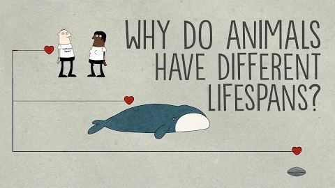 Varför lever olika djur olika länge?