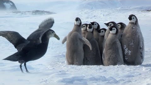 Pingvinungar vs. rovfågel
