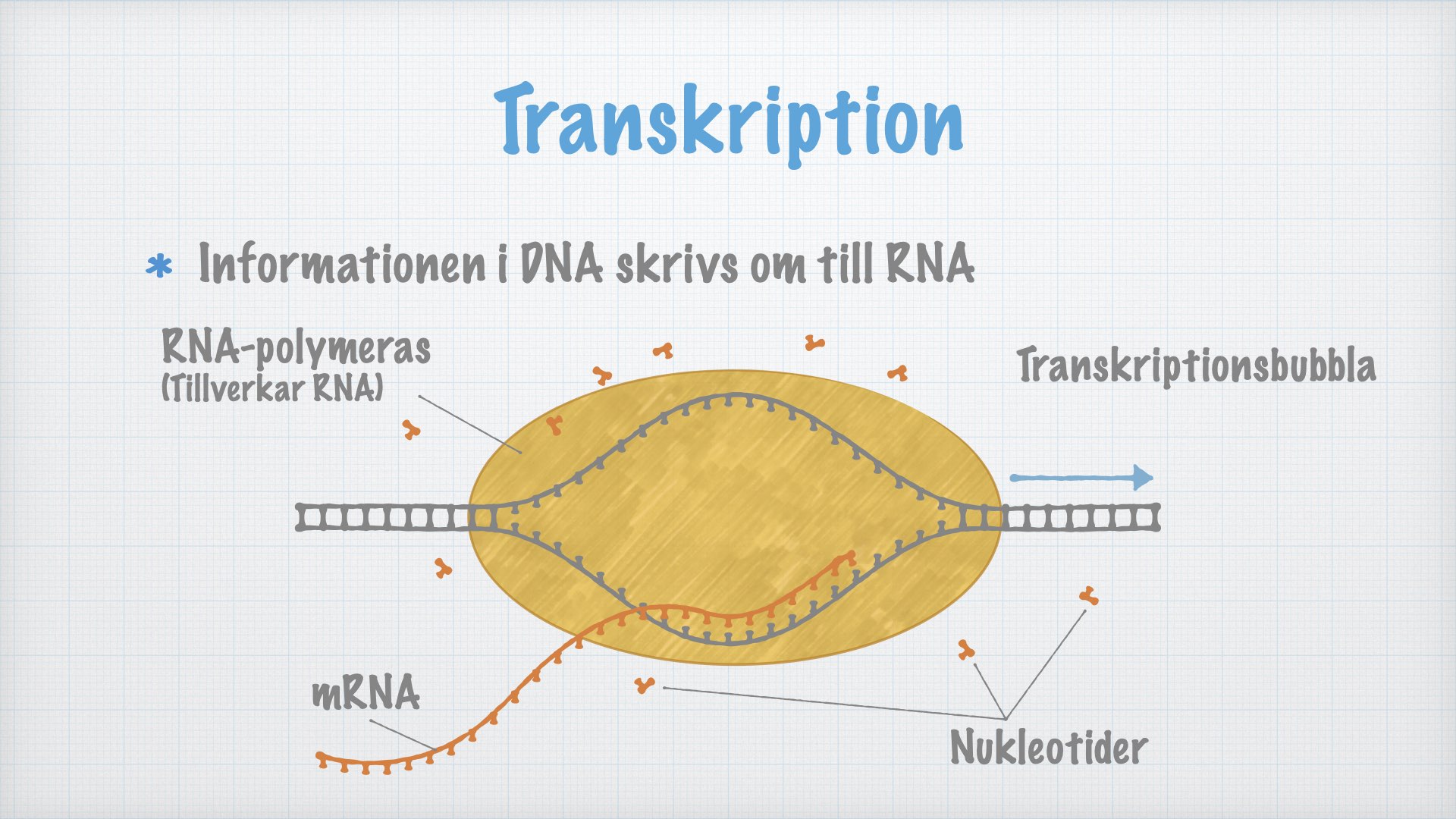 Proteinsyntesen I: Transkription