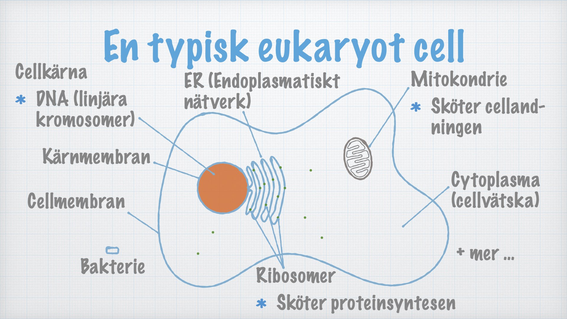 Arkéer, bakterier och eukaryoter