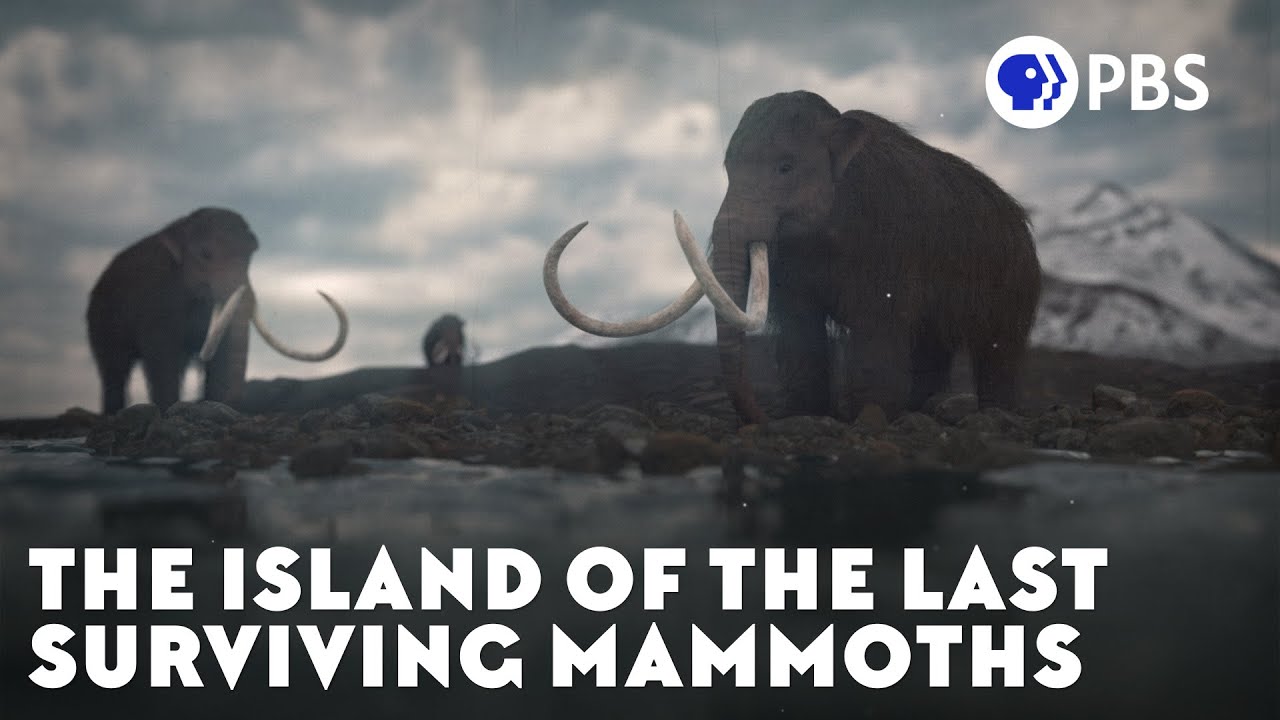 Ön med de sista överlevande mammutarna