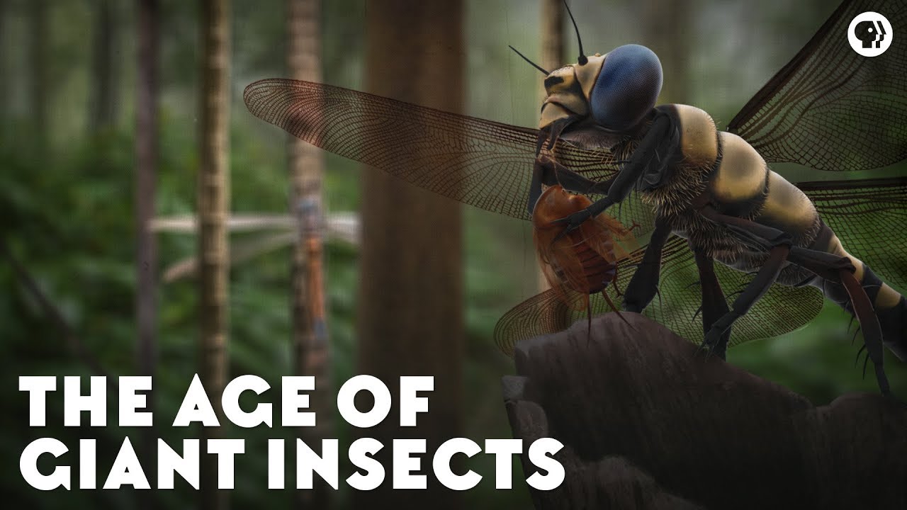 Insekternas tidsålder
