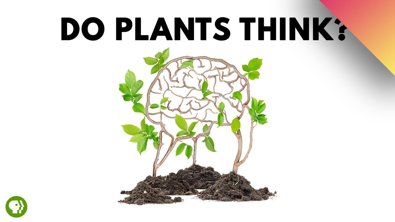 Kan växter tänka?