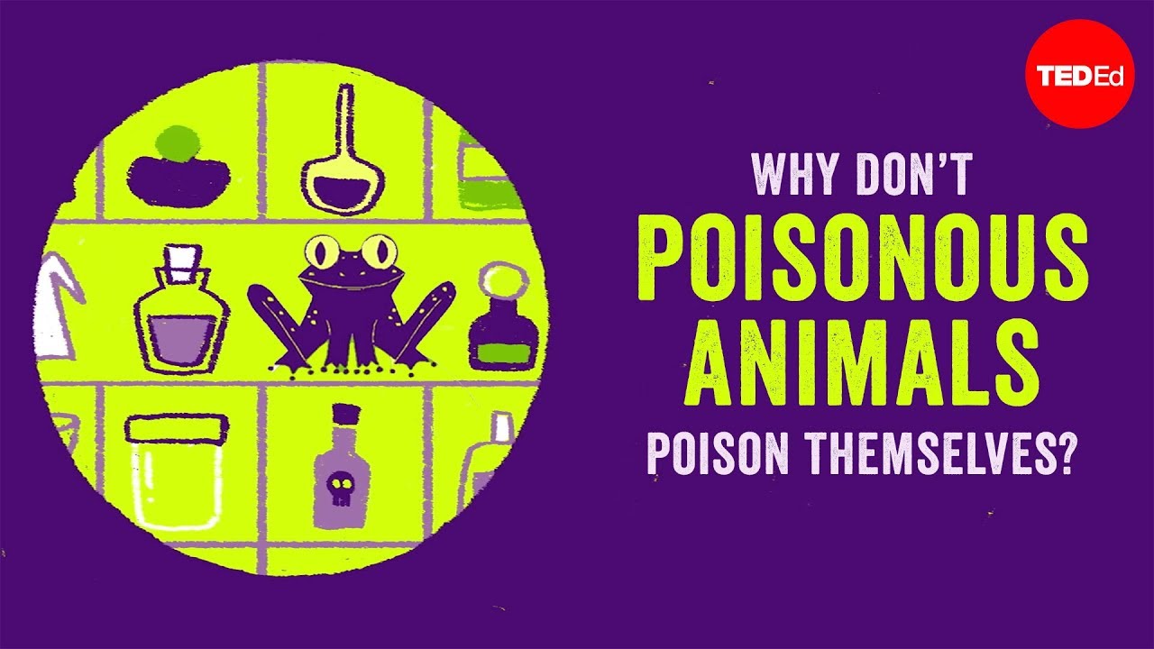 Varför förgiftar inte giftiga djur sig själva?