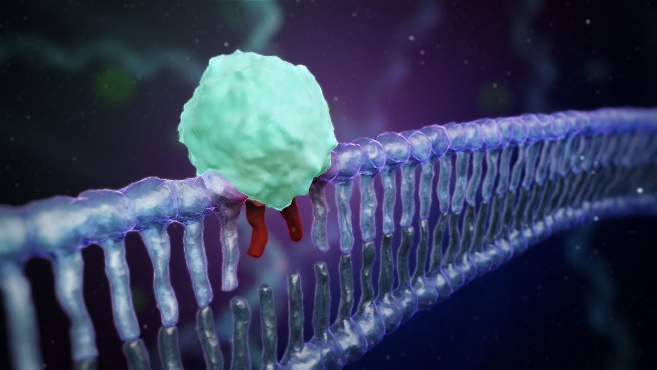 Hur DNA-molekylen repareras