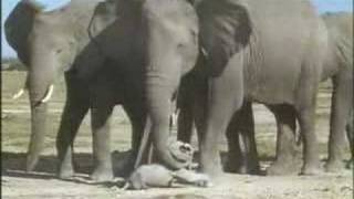 Oförglömliga elefanter