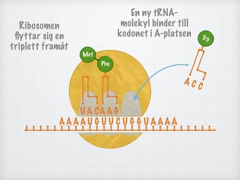 Proteinsyntesen III: Translation - Magnus Ehingers Undervisning