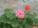 Pelargonium x hortorum