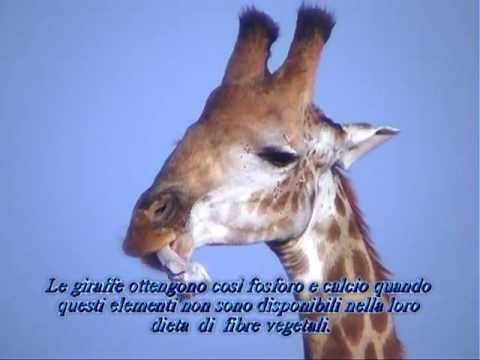 Varför äter giraffer ben?