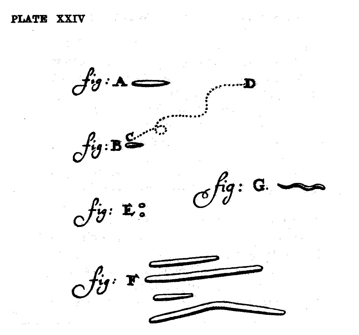 van Leeuwenhoeks teckningar av "små djur" (animalcules).
