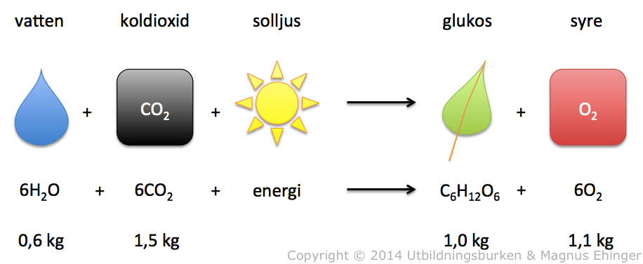 Vid fotosyntesen sätts koldioxid och vatten samman till glukos med hjälp av solljuset. 