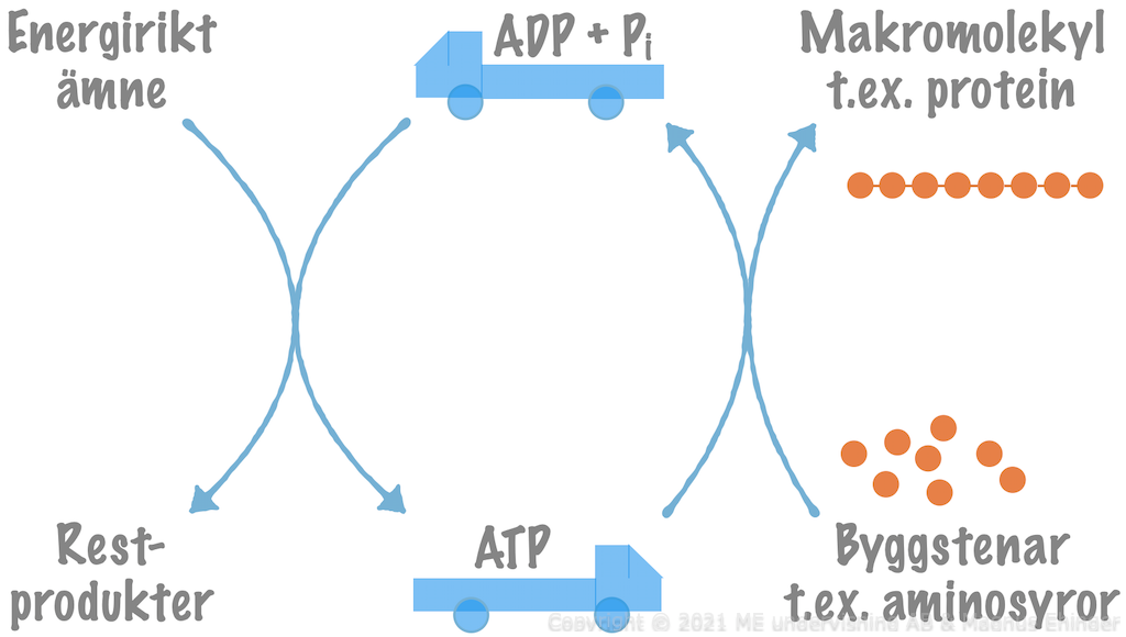 ATP-cykeln.