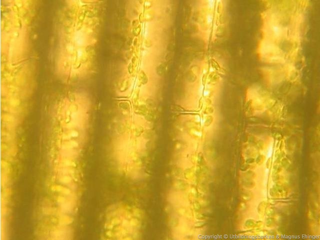 Kloroplaster i vattenpest. 
