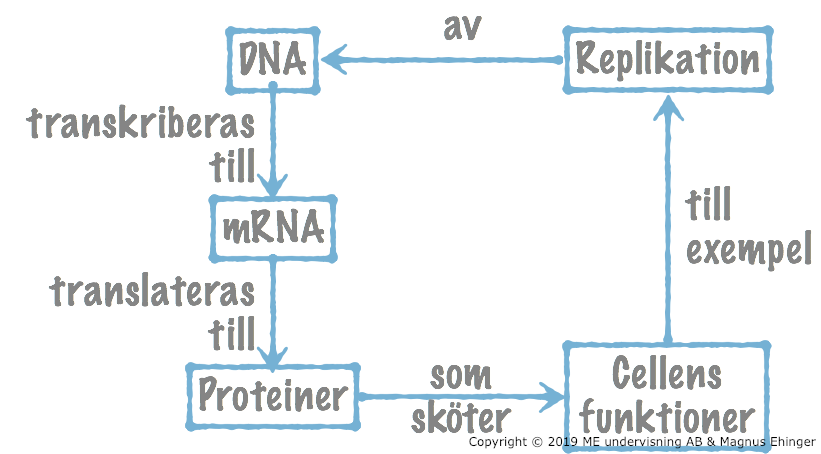 DNA har två funktioner: Att vara mall för proteiner, och att föra arvet vidare.