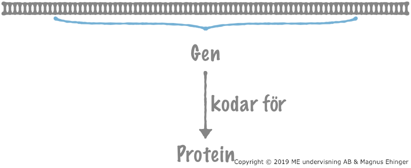 En gen kodar for ett protein.