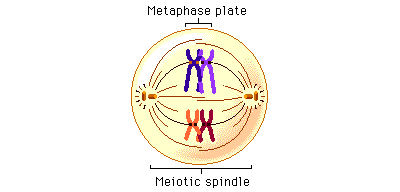 Meios - Metafas I