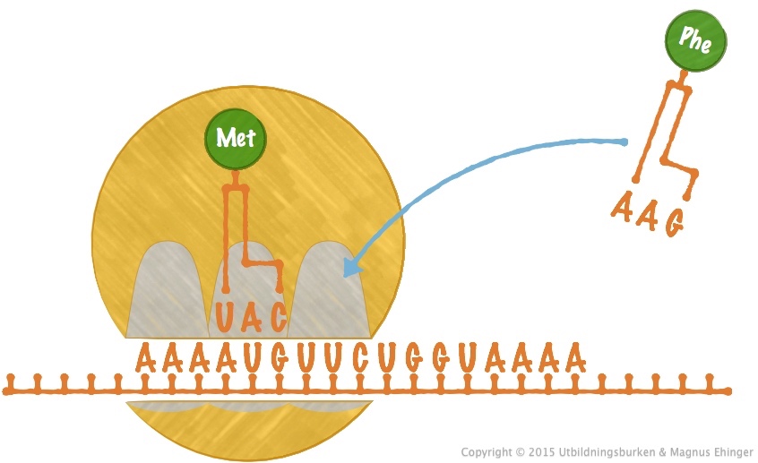 Elongering: En tRNA med aminosyran fenylalanin (Phe) anländer till ribosomens A-plats. 