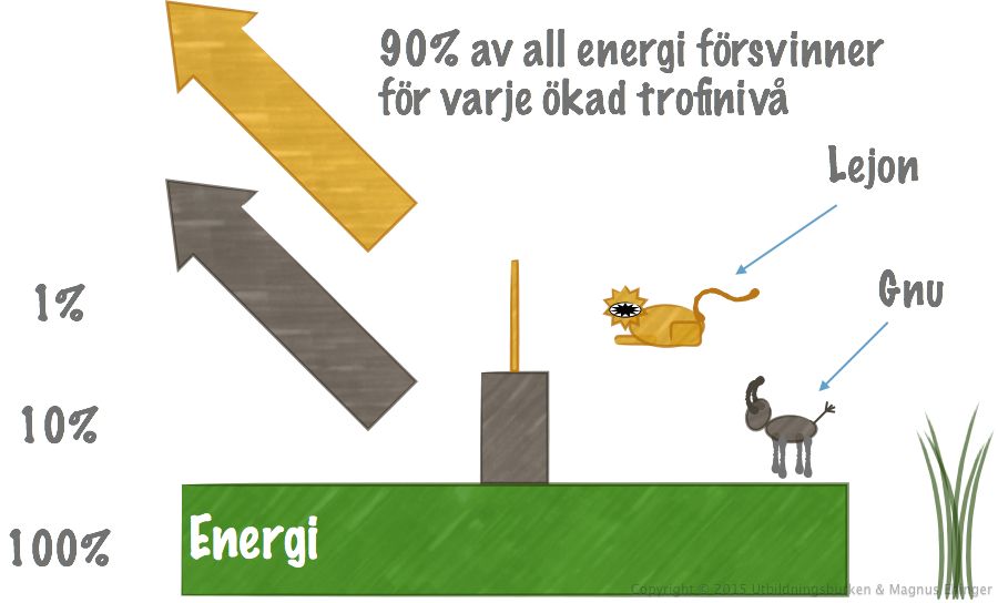 Ungefär 90 procent av all energi försvinner for varje ökad trofinivå.