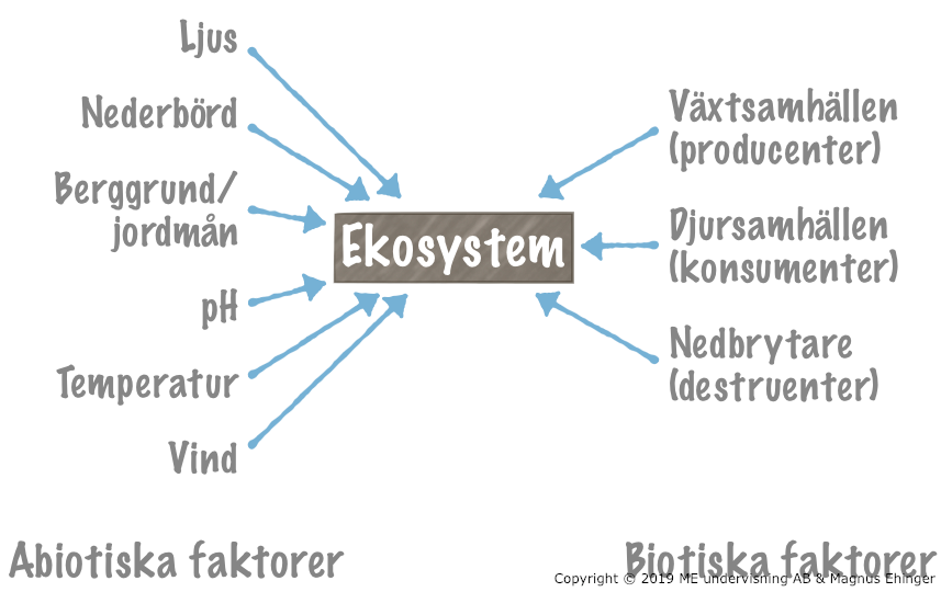 Olika abiotiska och biotiska faktorer påverkar ett ekosystem.