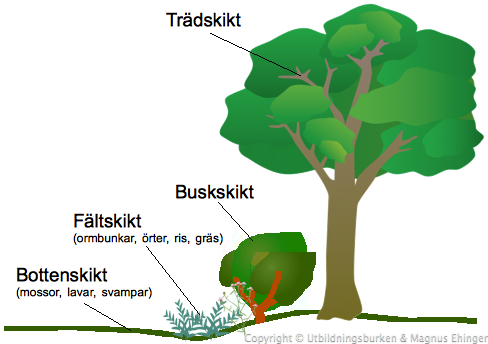 Växtskikt i skogen: Trädskikt, buskskikt, fältskikt och bottenskikt.
