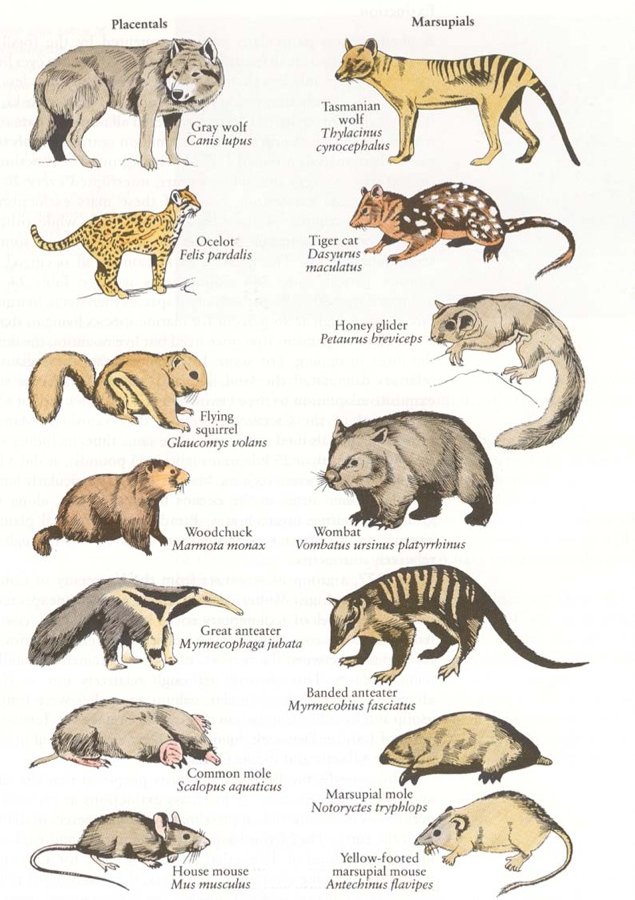 Konvergent evolution: Däggdjur vs. pungdjur. Pungdjuren på den Australiska kontinenten liknar mycket däggdjuren i övriga världen.