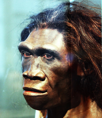Homo erectus. 