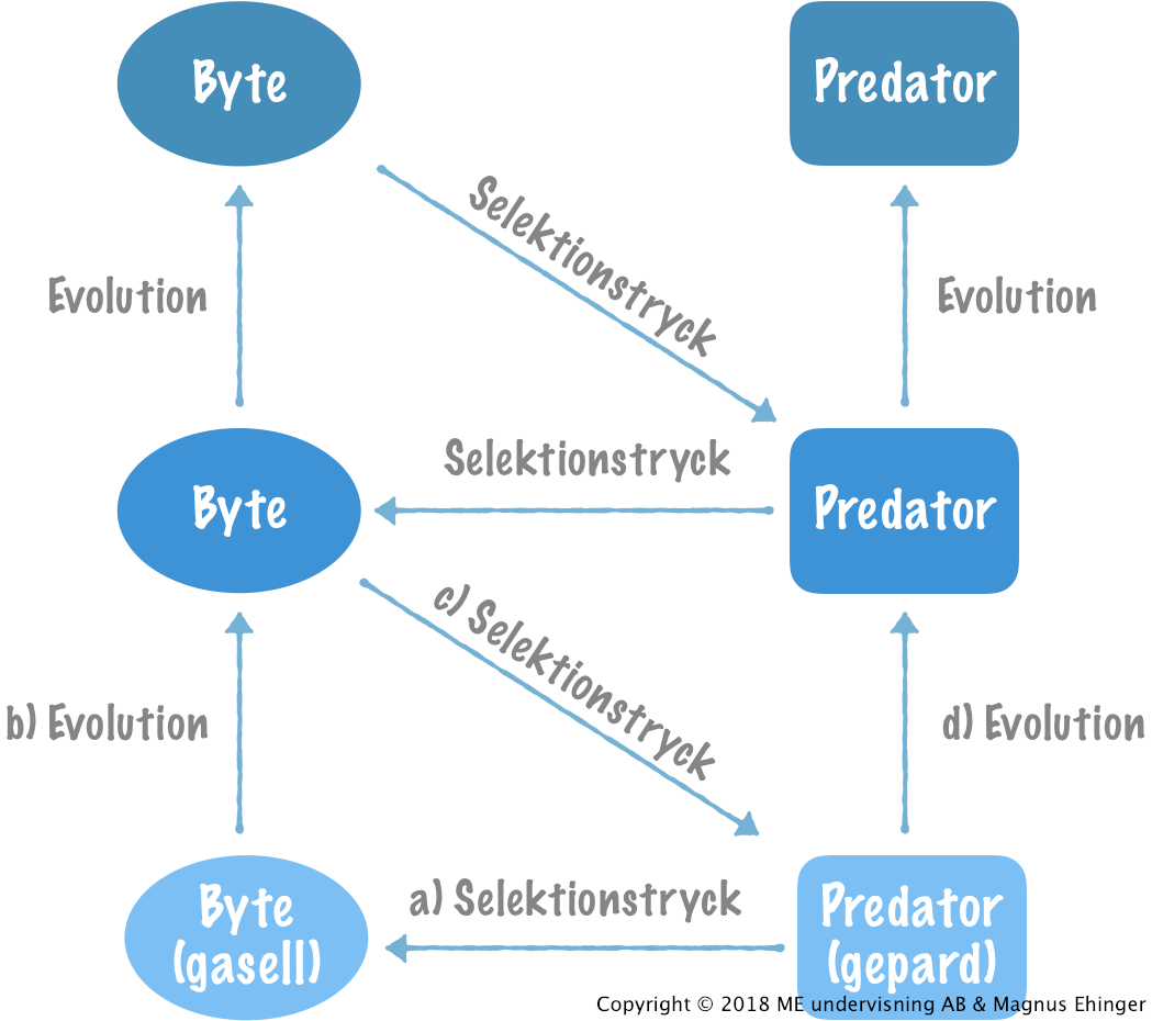 a) En predator utövar ett selektionstryck på en bytespopulation. b) På grund av selektionstrycket evolverar bytespopulationen. c) Bytespopulationen utövar då ett selektionstryck på predatorpopulationen, som d) också evolverar. På så vis uppstår en kapprustning mellan predator och byte. 