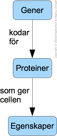 gener-proteiner-egenskaper